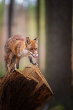 Kızıl Tilki (Vulpes vulpes) güneşli bir bahar ormanında kırık bir ağacın üzerinde duruyor..