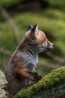 Vahşi ormandaki yosunlu bir kayanın üzerinde oturan sevimli kızıl tilki yavrusu.