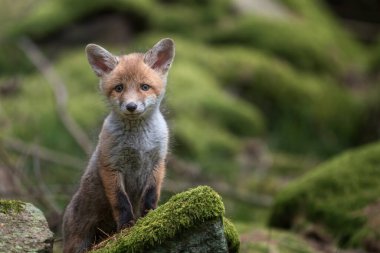 Vahşi ormandaki yosunlu bir kayanın üzerinde oturan sevimli kızıl tilki yavrusu.
