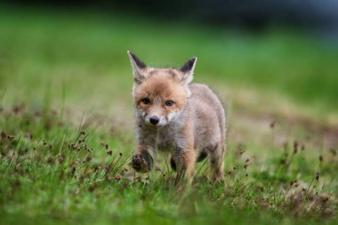 Vahşi ormanda yeşil çalıların arasından gözetleyen sevimli kırmızı tilki yavrusunun portresi.