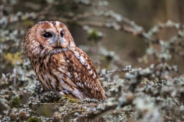 Tawny baykuşu (Strix aluco) sık bir sonbahar ormanında yosunlu bir dala tünemişti..