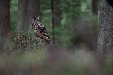 Avrasya kartal baykuşu (Bubo bubo), kozalaklı ormanın derinliklerindeki yosunlu ağaç kütüğüne tünemiştir..