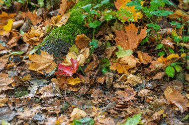 Canlı sonbahar akçaağaç yaprakları nemli bir orman zemininde yeşil yosunlu ağaç kökleriyle.