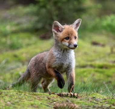 Kızıl tilki yavrusu (Vulpes vulpes) bahar manzarasında ormanı keşfediyor.