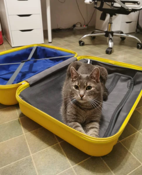Gato Gris Sienta Una Maleta Amarilla Concepto Viaje Mascotas — Foto de Stock