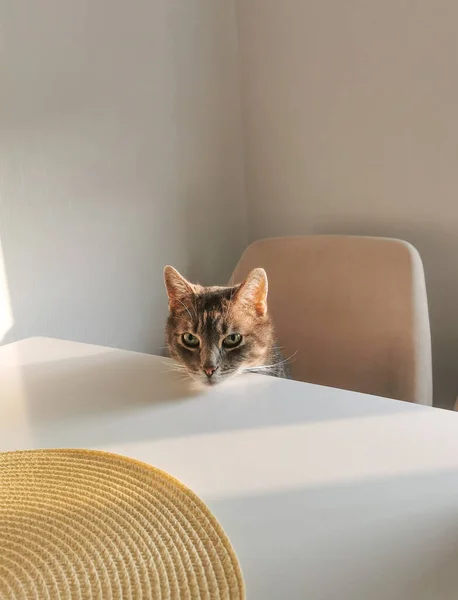 Gris Hermoso Gato Sienta Una Mesa Blanco Cocina — Foto de Stock