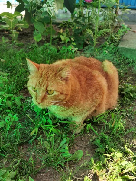 Lindo Gato Jengibre Hierba Verde Verano Mascotas Para Póster Sitio — Foto de Stock