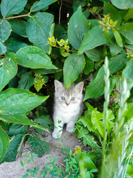夏の草の中に小さな灰色の英国の子猫 ポスター 小冊子 カレンダーの猫 — ストック写真