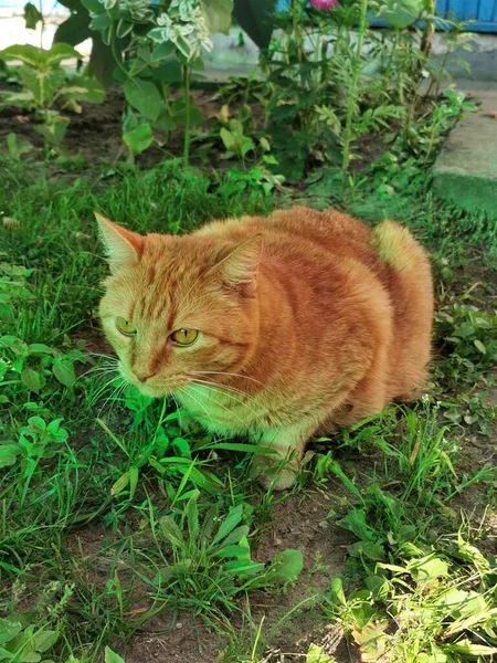 Lindo Gato Jengibre Hierba Verde Verano Mascotas Para Póster Sitio —  Fotos de Stock