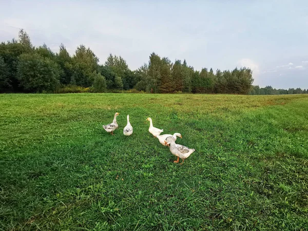 Grandes Patos Brancos Domésticos Campo Verde Patos Verão Natureza — Fotografia de Stock