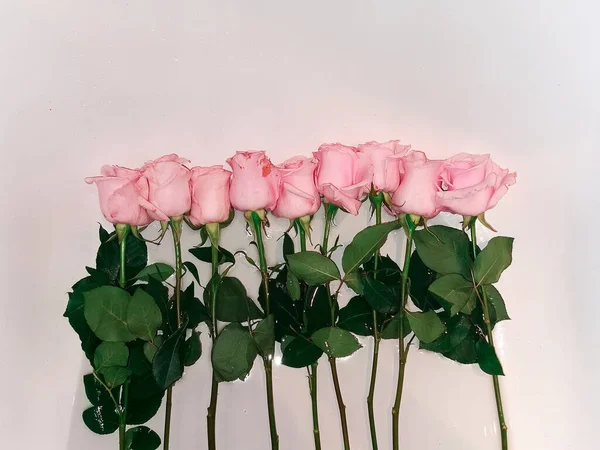 Roze Rozen Met Groene Bladeren Een Witte Achtergrond Een Rij — Stockfoto