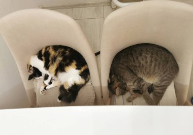 İki kedi mutfaktaki koltuklarda güzel uyur. Evcil hayvanlar.