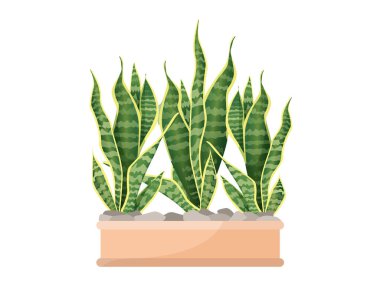 Ev, ofis ve dekorasyon için saksıda bir sansevieria. Resimler beyaz arkaplanda izole edildi. Bitkilerle ve şehir ormanıyla son moda ev dekorasyonu. At kuyruğu..
