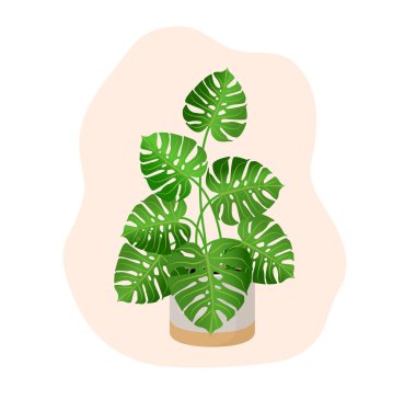 Evin, ofisin ve evin iç dekorasyonu için bir tencerede bitki canavarı var. Resimler beyaz arkaplanda izole edildi. Bitkilerle, kentsel ormanlarla moda ev dekorasyonu