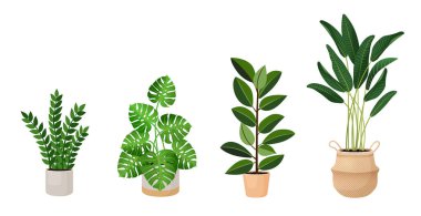 Set of houseplants - monstera,  ficus, ravenala palm, rubber plant, pipal, zamioculcas. Vector illustration isolated on white background. Trendy home decor and indoors with plants, urban jungle.