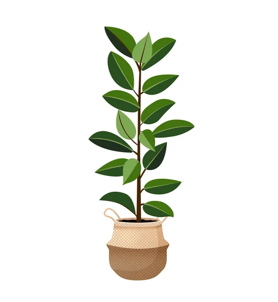 Árbol Interior Goma Ficus Planta Una Olla Para Hogar Oficina — Vector de stock