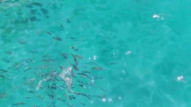 Adriyatik Denizi 'nde küçük balıklar yüzer. Deniz hayvanları konsepti.
