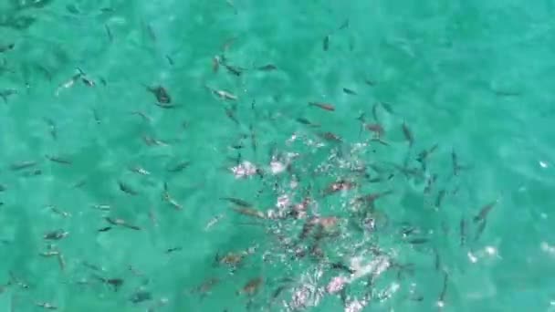 Los peces pequeños nadan en el mar Adriático. Pez cebo. Alimentar a los animales marinos. Kusadasi, Turquía. HD — Vídeos de Stock