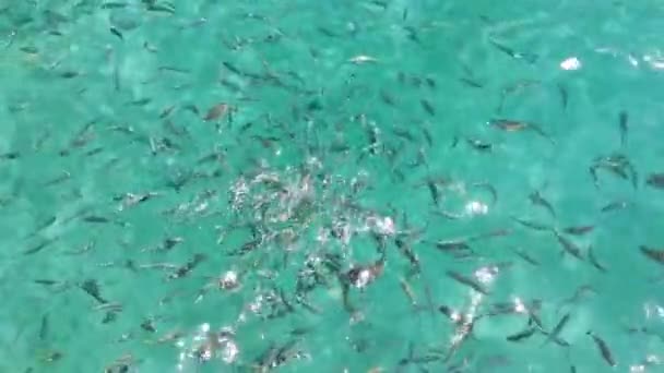 Μικρά Ψάρια Κολυμπούν Στην Αδριατική Θάλασσα Δόλωμα Ψαριών Ταΐστε Θαλάσσια — Αρχείο Βίντεο