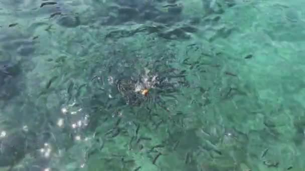 Små Fiskar Simmar Adriatiska Havet Betesfisk Mata Havsdjur Kusadasi Turkiet — Stockvideo
