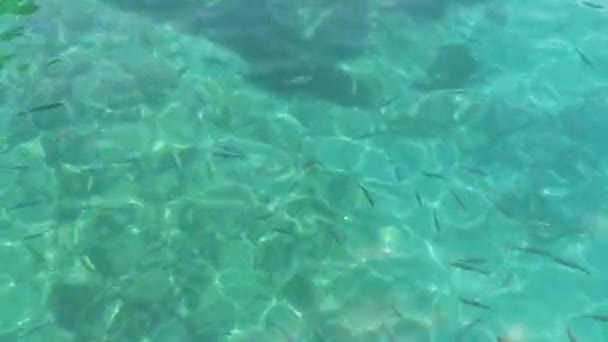 Los Peces Pequeños Nadan Mar Adriático Concepto Animales Marinos Kusadasi — Vídeos de Stock