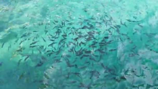 물고기는 아드리 아해에서 헤엄치고 동물의 터키의 — 비디오