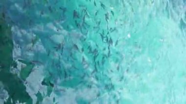 Adriyatik Denizi 'nde küçük balıklar yüzer. Deniz hayvanları konsepti. Kusadasi, Türkiye. HD