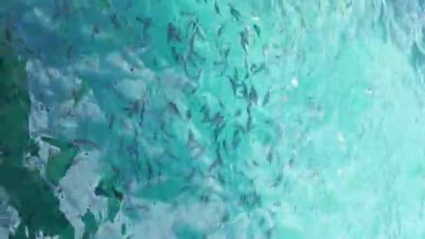 Los peces pequeños nadan en el mar Adriático. Concepto de animales marinos. Kusadasi, Turquía. HD — Vídeo de stock