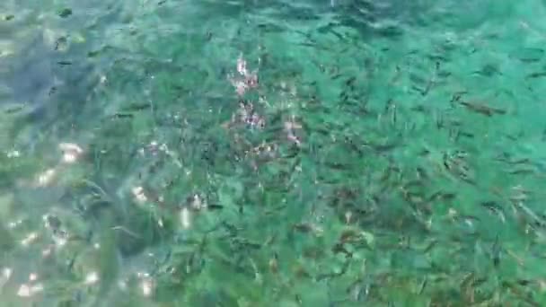 Los peces pequeños nadan en el mar Adriático. Pez cebo. Alimentar a los animales marinos. Kusadasi, Turquía. HD — Vídeo de stock