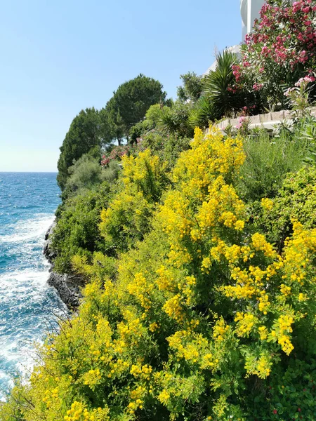 Vista Mar Egeu Flores Mimosa Com Vegetação Dia Ensolarado Verão — Fotografia de Stock