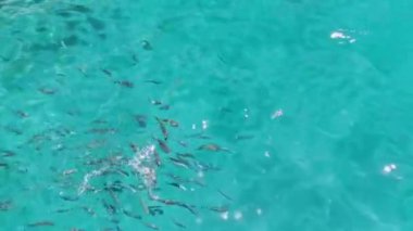 Adriyatik Denizi 'nde küçük balıklar yüzer. Deniz hayvanları konsepti. Kusadasi, Türkiye. HD