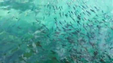 Adriyatik Denizi 'nde küçük balıklar yüzer. Deniz hayvanları konsepti. Kusadasi, Türkiye. HD