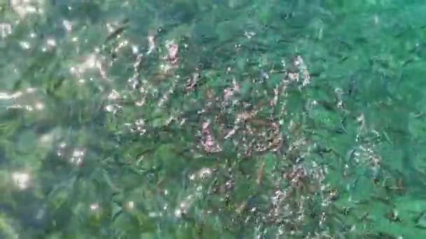 Små Fiskar Simmar Adriatiska Havet Begreppet Havsdjur Kusadasi Turkiet Högst — Stockvideo