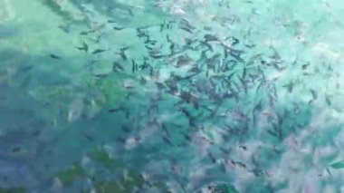 Adriyatik Denizi 'nde küçük balıklar yüzer. Yem balığı. Deniz hayvanlarını besle. Kusadasi, Türkiye. HD.