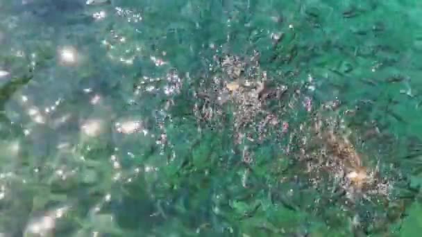 Los Peces Pequeños Nadan Mar Adriático Pez Cebo Alimentar Los — Vídeo de stock