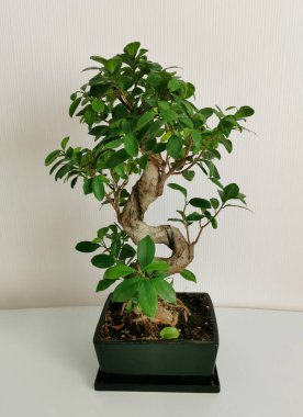 Ev sahibi Japon minyatür bonsai ağacı beyaz iç kısımda seramik bir tencerede. Ficus Microcarpa Ginseng