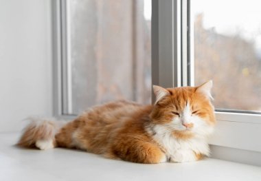 Pencerenin kenarında uyuyan sevimli kırmızı kedi. Kürklü hayvan tatilinin tadını çıkarıyor.