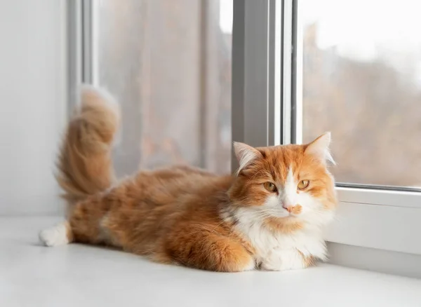 Aranyos Vörös Macska Ablakpárkányon Vár Valamire Bolyhos Kisállat Néz Ablakban Stock Fotó