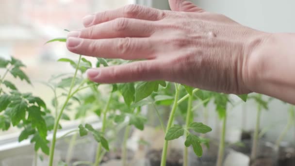 Närbild Hand Löper Längs Toppen Bladen Tomatplantor Som Xer Miljövänliga — Stockvideo