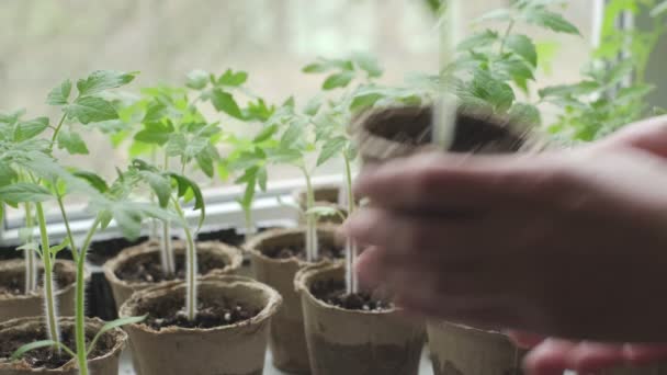 手靠得很近 把生长在窗台上的西红柿苗接上 一个人在家里种苗 农民的手与嫩苗的景象 — 图库视频影像