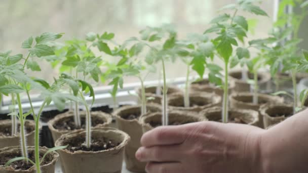 Dłonie Bliska Umieścić Sadzonki Pomidorów Rosnących Ekologicznych Naturalnych Donicach Mężczyzna — Wideo stockowe