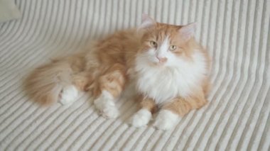 Kırmızı pofuduk güzel bir kedi beyaz bir kanepeye uzanır ve uzun süre boyunca sarı güzel gözleriyle kameraya bakar..