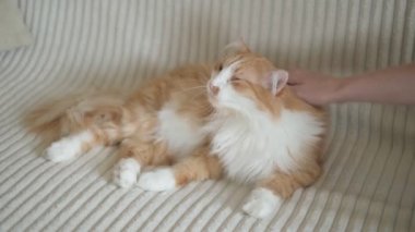 Bir kadının eli, kanepede uzanmış kırmızı tüylü bir kediyi yakından okşuyor. Kedi evdeki beyaz döşemelere uzanıyor ve hayatın tadını çıkarıyor..