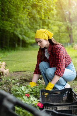 Genç bir kadın tarım işçisi toprağa taze fidanlar ekiyor. Bir çiftliğin arka planında sarı eldivenli, gömlek ve kot pantolonlu bir kız. Doğal bahçecilik, sağlıklı beslenme kavramı.