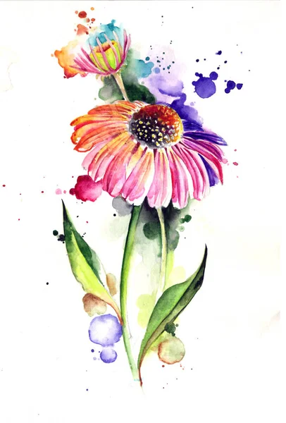 Aquarelle Artistique Composition Fleur Echinacée — Photo