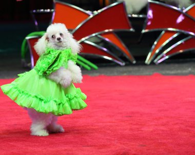 Ringling Kardeşler sirkte gerçekleştirme köpek