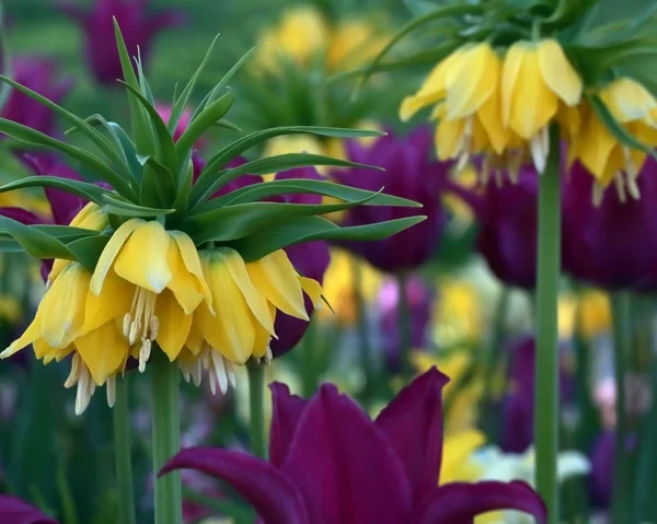 Žluté koruny císařské Tulipán s fialové tulipány — Stock fotografie