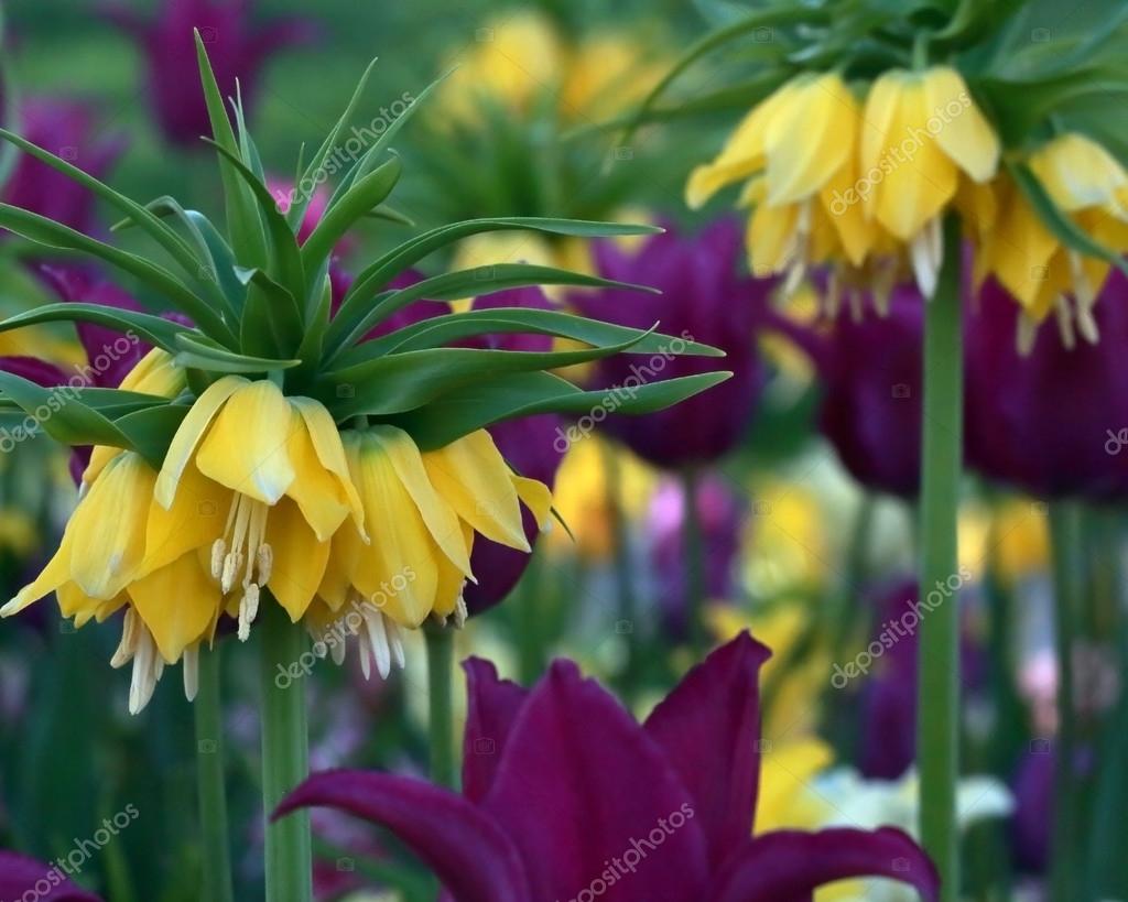 Download Yellow Crown Imperial Tulip With Purple Tulips Stock Photo C Cjhphotography 106912492 Yellowimages Mockups