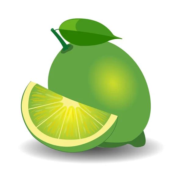 Fresh limes. Vector illustration — Stock Vector
