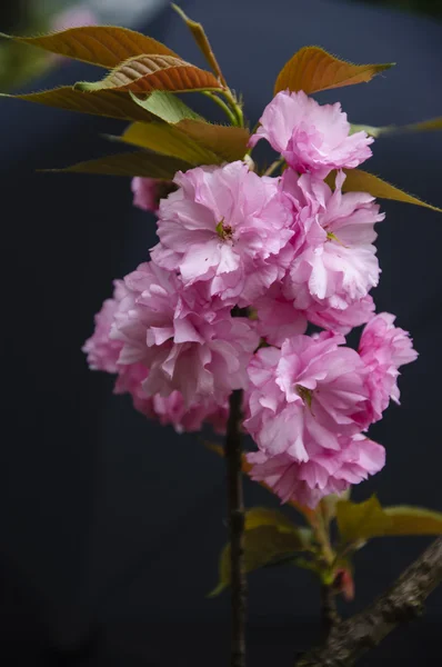 Güzel çiçek açan sakura çiçekler bahçesinde
